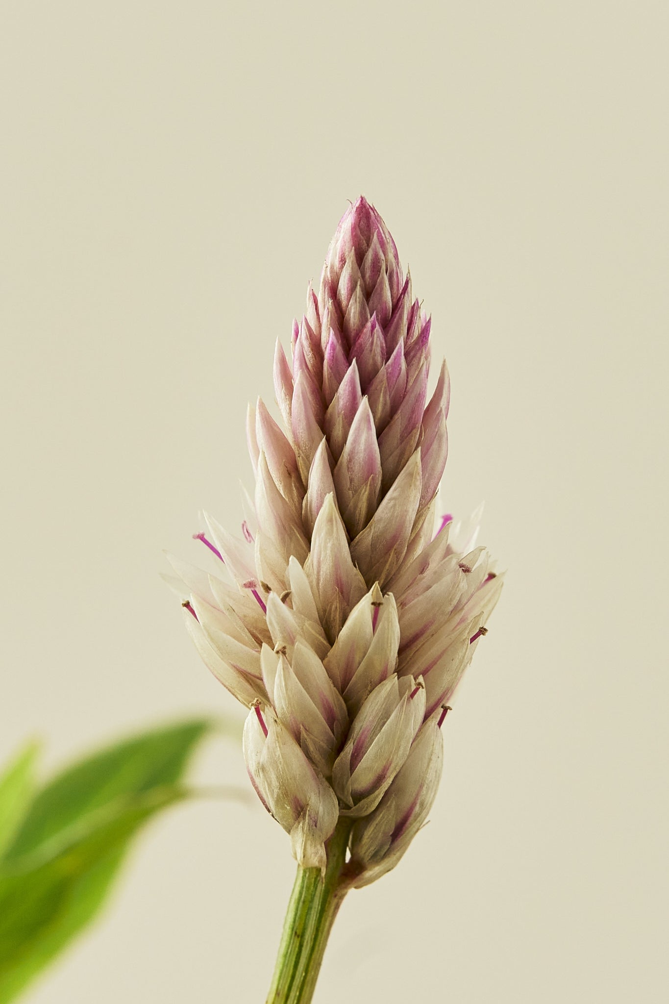Celosia 'Xantippe' - frø - 1-årige sommerblomster - til din skærehave her vist på billede 1 fra Frk. Grønt