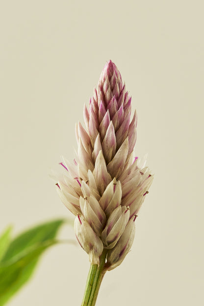 Celosia 'Xantippe' - frø - 1-årige sommerblomster - til din skærehave her vist på billede 1 fra Frk. Grønt