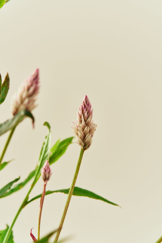 Celosia 'Xantippe' - frø - 1-årige sommerblomster - til din skærehave her vist på billede 2 fra Frk. Grønt