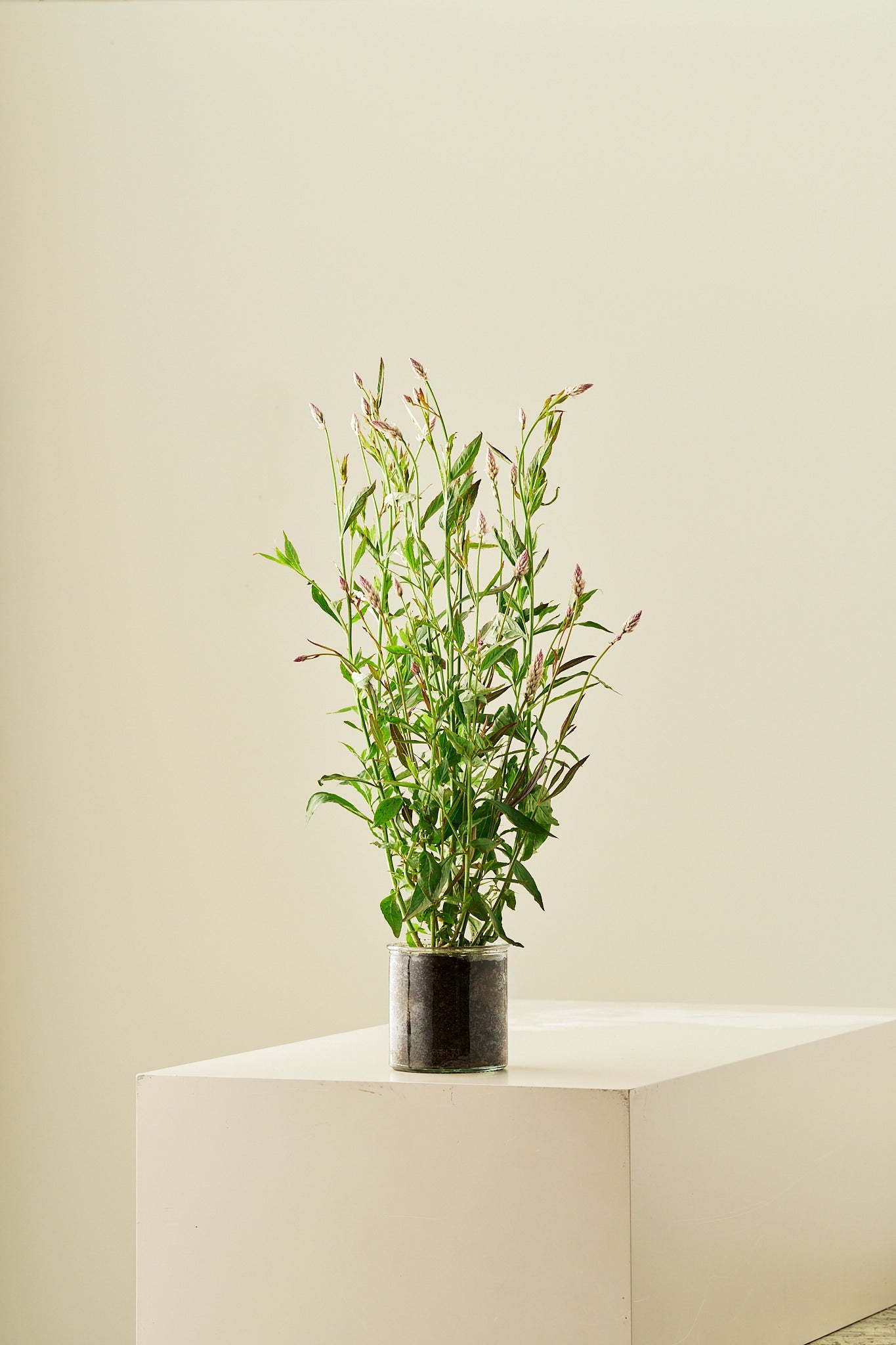 Celosia 'Xantippe' - frø - 1-årige sommerblomster - til din skærehave her vist på billede 3 fra Frk. Grønt