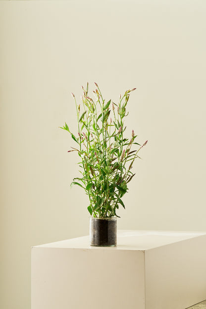Celosia 'Xantippe' - frø - 1-årige sommerblomster - til din skærehave her vist på billede 3 fra Frk. Grønt