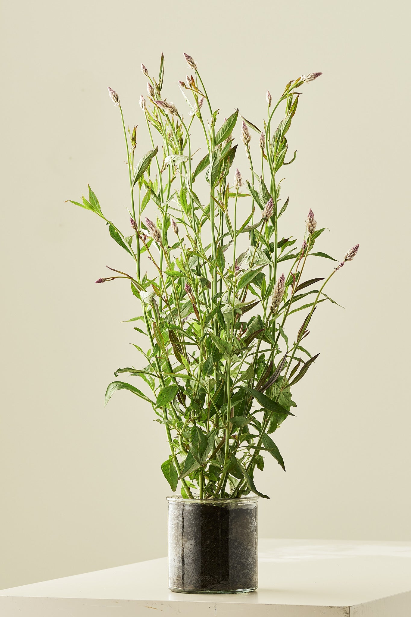 Celosia 'Xantippe' - frø - 1-årige sommerblomster - til din skærehave her vist på billede 7 fra Frk. Grønt