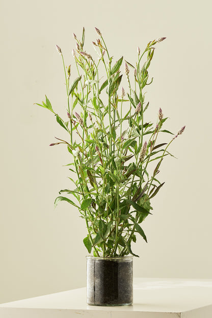 Celosia 'Xantippe' - frø - 1-årige sommerblomster - til din skærehave her vist på billede 7 fra Frk. Grønt