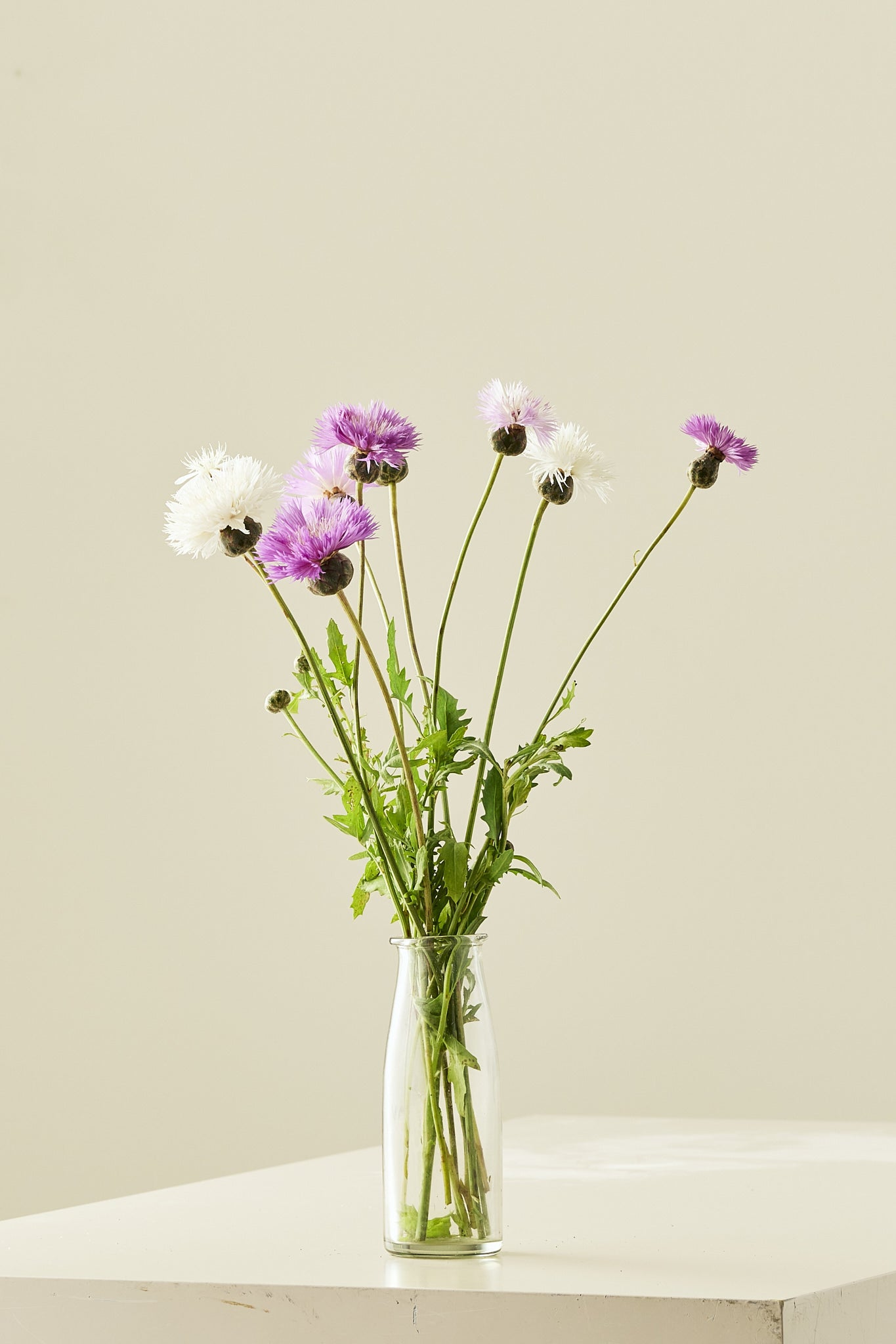 Duftknopurt 'Imperialis Mix' - frø - 1-årige sommerblomster - til din skærehave her vist på billede 1 fra Frk. Grønt