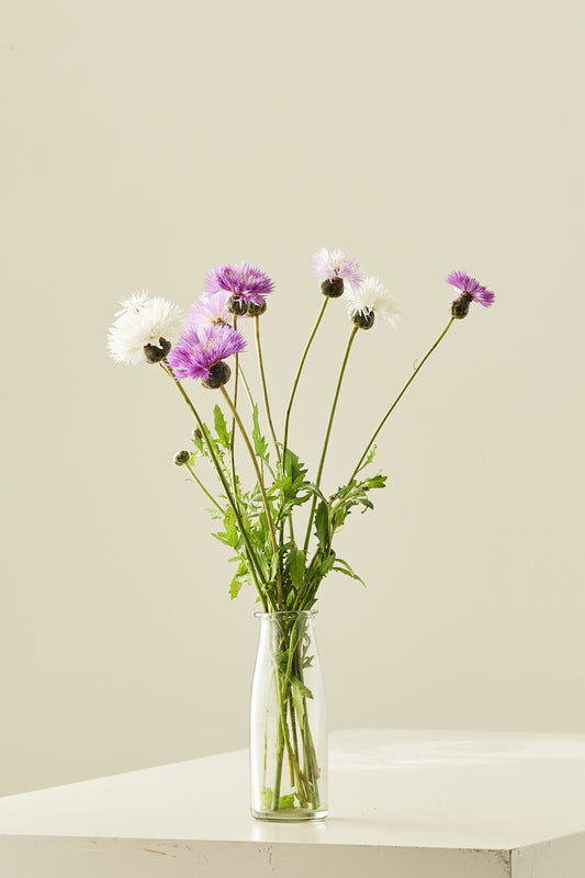 Duftknopurt 'Imperialis Mix' - frø - 1-årige sommerblomster - til din skærehave her vist på billede 1 fra Frk. Grønt