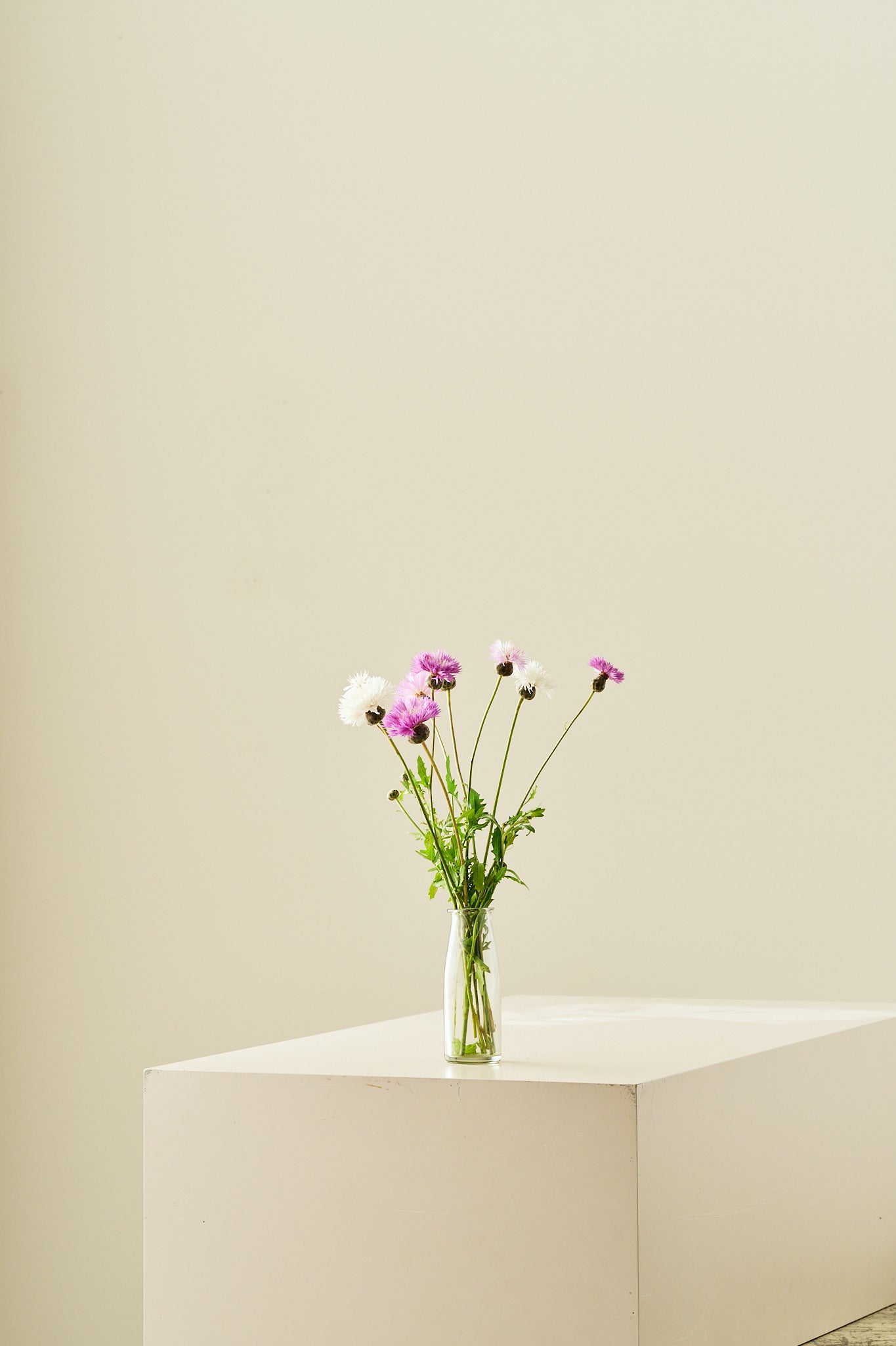 Duftknopurt 'Imperialis Mix' - frø - 1-årige sommerblomster - til din skærehave her vist på billede 10 fra Frk. Grønt