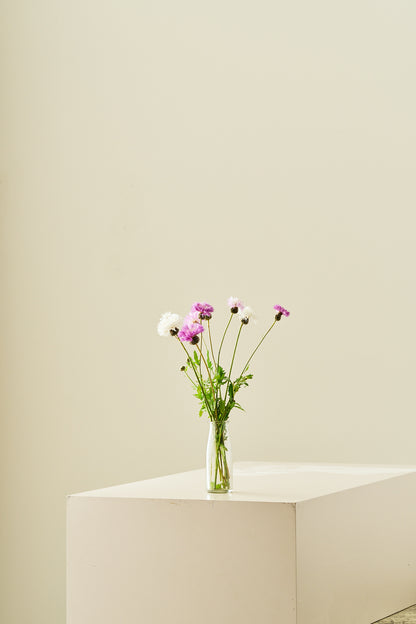 Duftknopurt 'Imperialis Mix' - frø - 1-årige sommerblomster - til din skærehave her vist på billede 10 fra Frk. Grønt