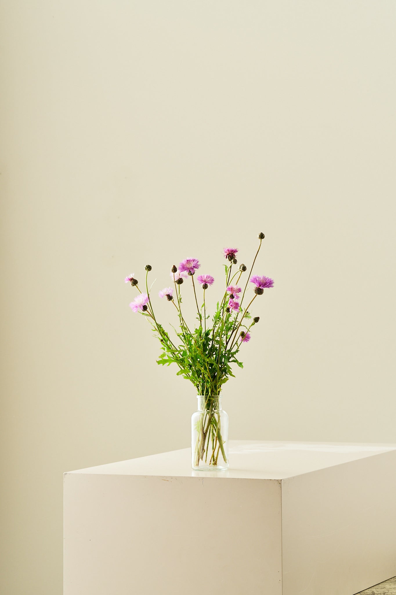 Duftknopurt 'Imperialis Mix' - frø - 1-årige sommerblomster - til din skærehave her vist på billede 5 fra Frk. Grønt