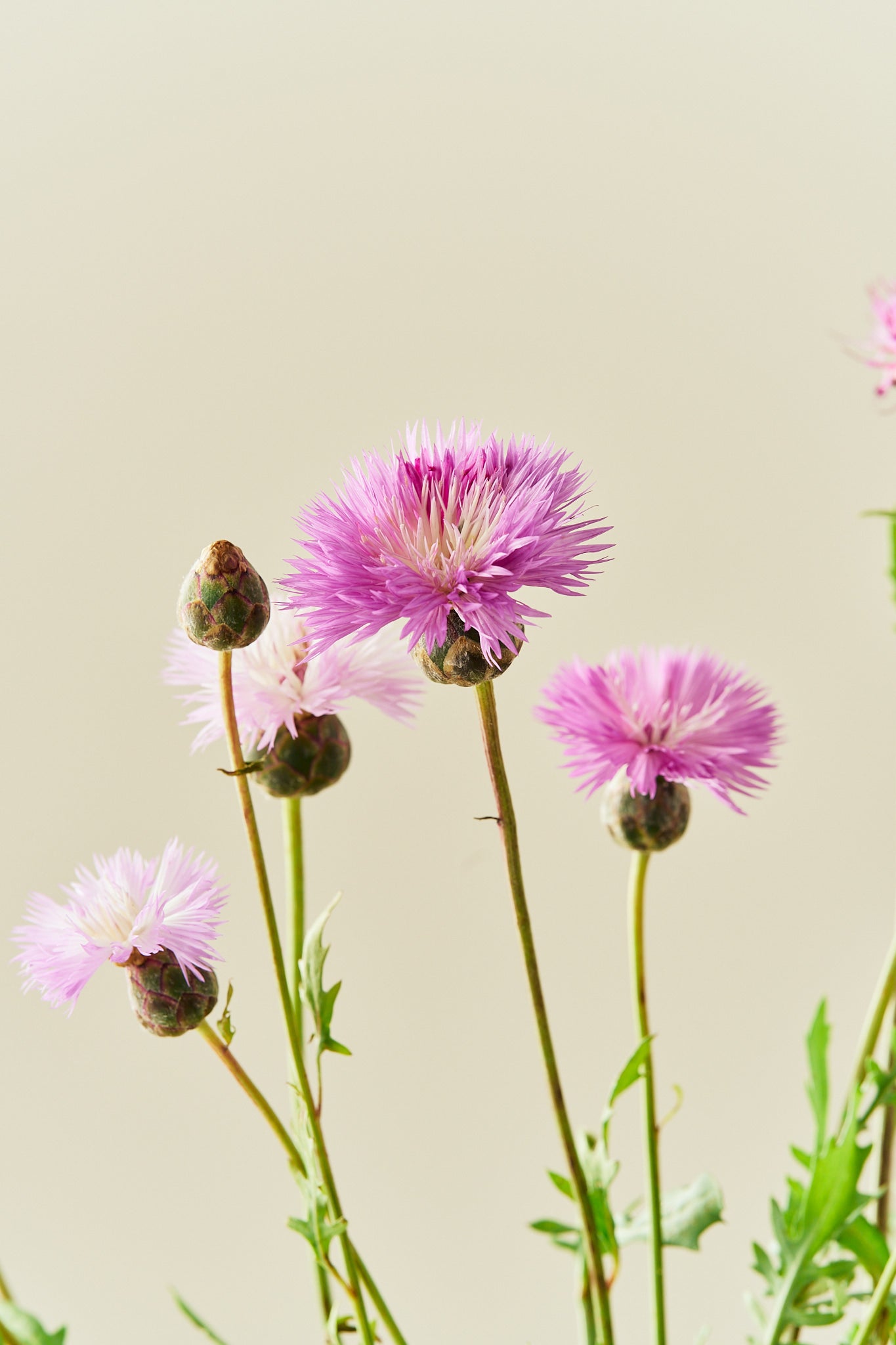Duftknopurt 'Imperialis Mix' - frø - 1-årige sommerblomster - til din skærehave her vist på billede 6 fra Frk. Grønt