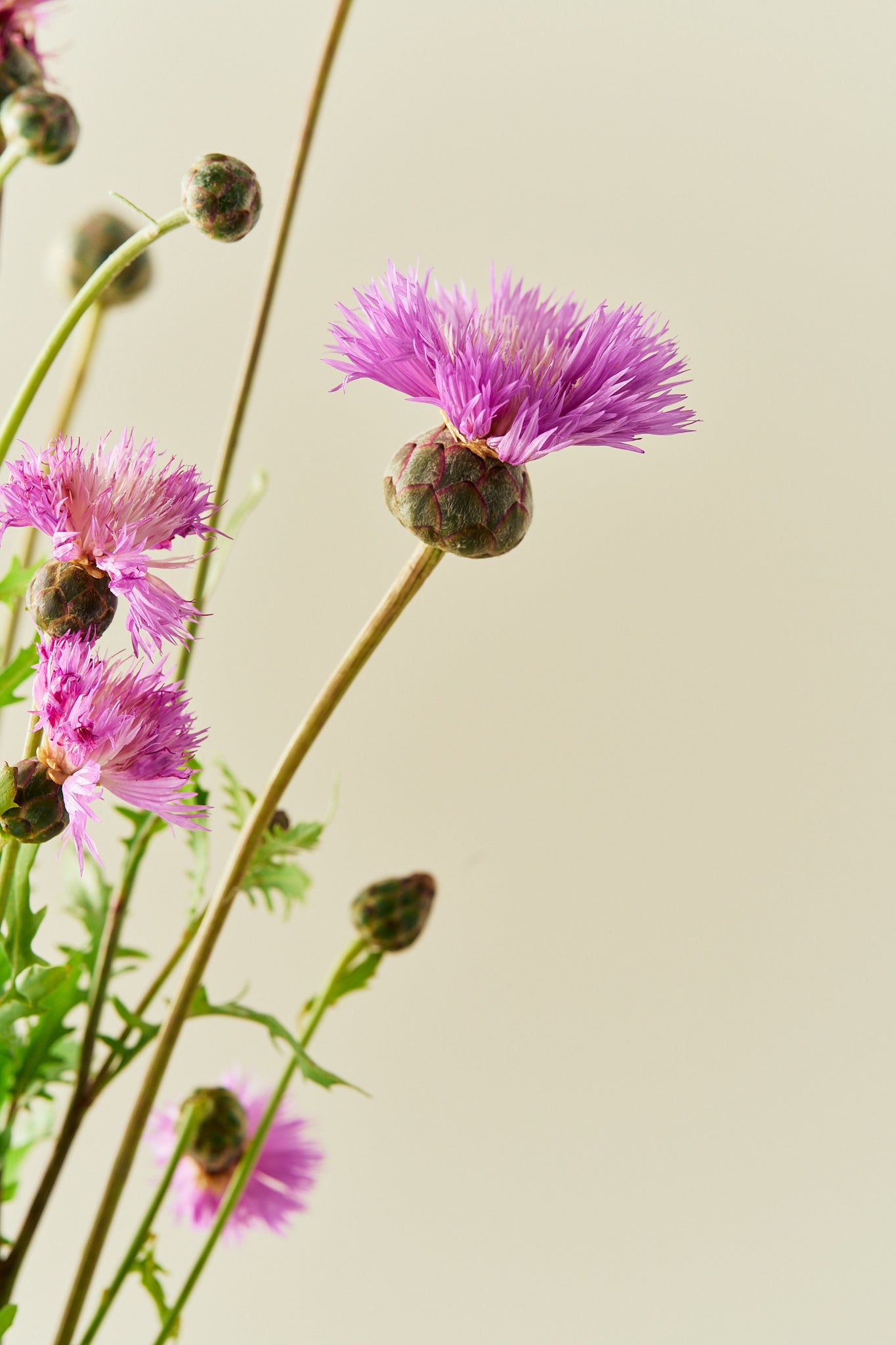 Duftknopurt 'Imperialis Mix' - frø - 1-årige sommerblomster - til din skærehave her vist på billede 7 fra Frk. Grønt