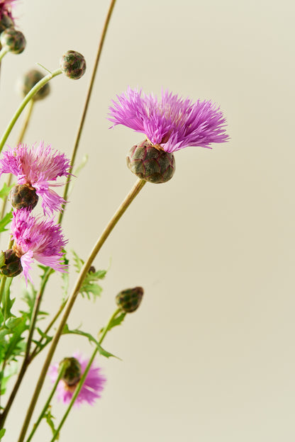 Duftknopurt 'Imperialis Mix' - frø - 1-årige sommerblomster - til din skærehave her vist på billede 7 fra Frk. Grønt