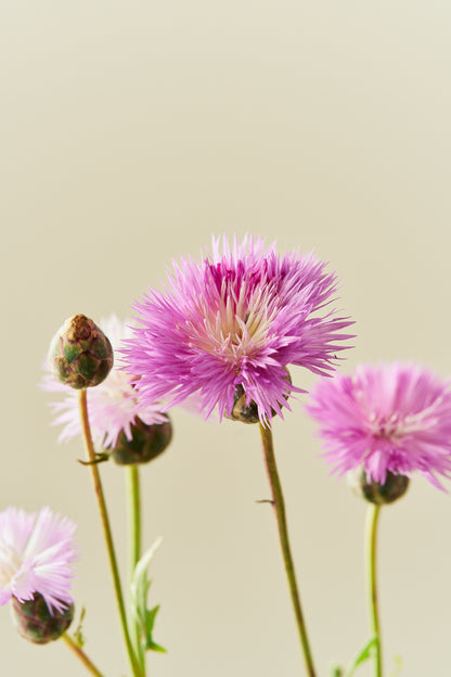 Duftknopurt 'Imperialis Mix' - frø - 1-årige sommerblomster - til din skærehave her vist på billede 8 fra Frk. Grønt