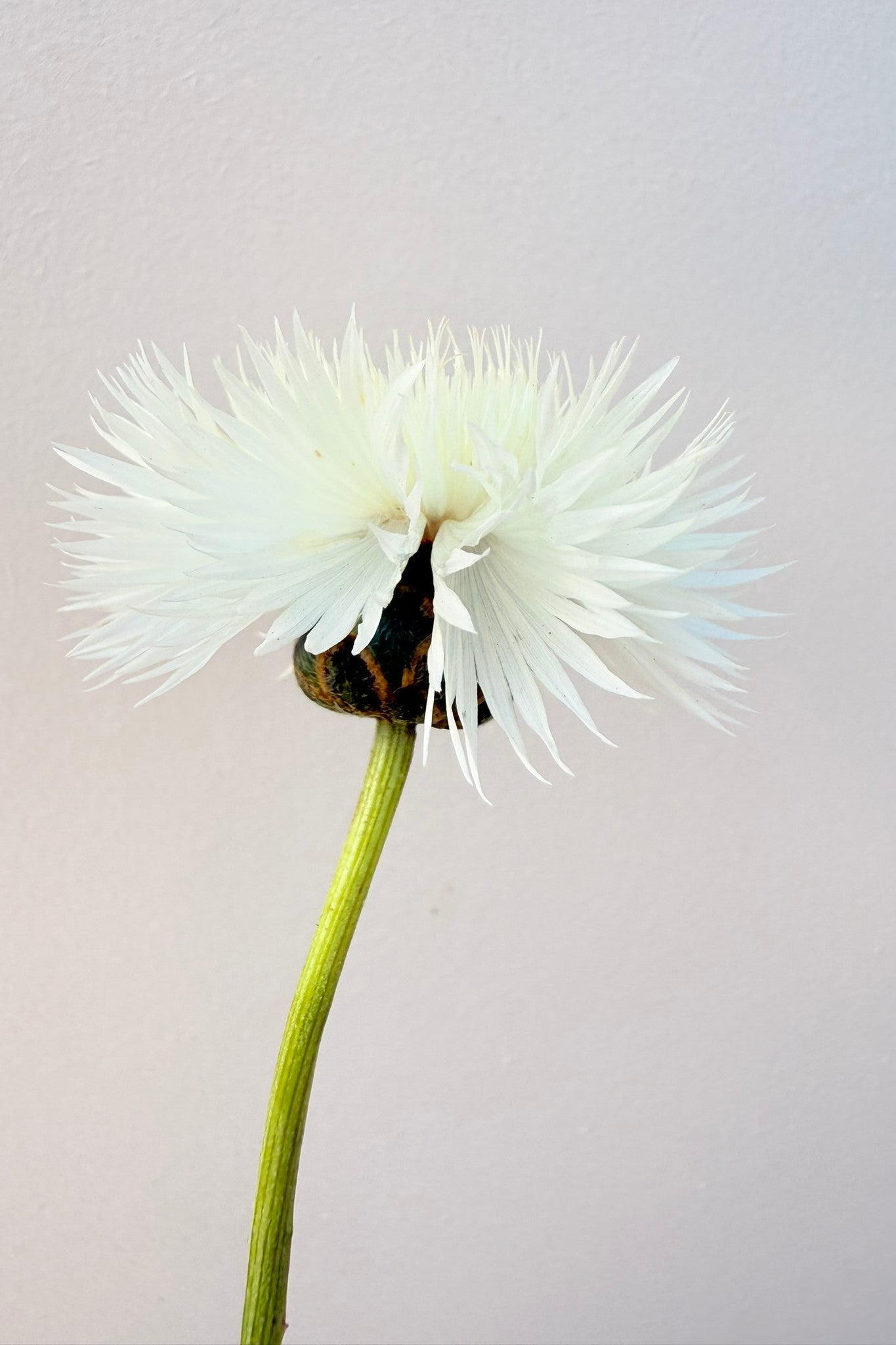 Duftknopurt 'Imperialis Mix' - frø - 1-årige sommerblomster - til din skærehave her vist på billede 9 fra Frk. Grønt