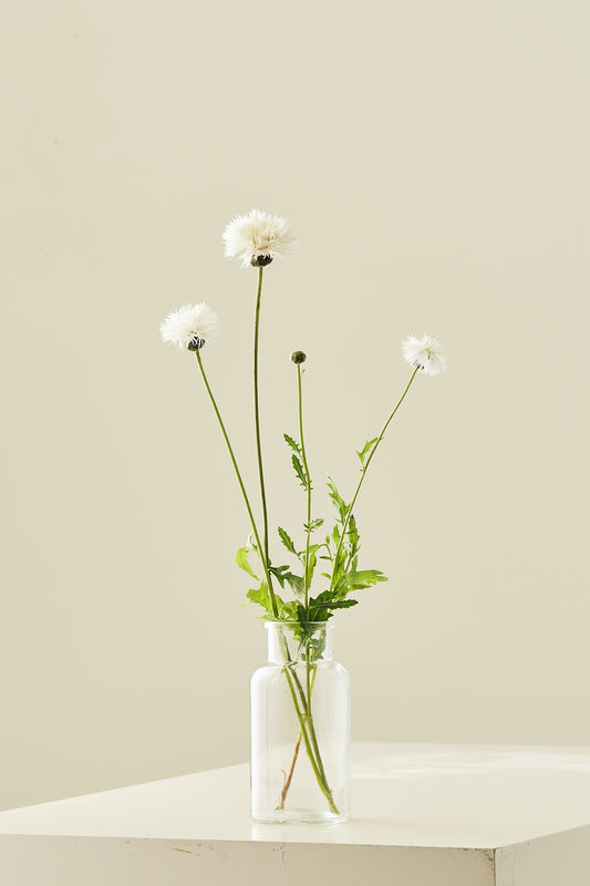 Duftknopurt 'The Bride' - frø - 1-årige sommerblomster - til din skærehave her vist på billede 2 fra Frk. Grønt