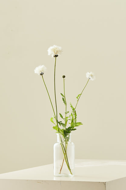 Duftknopurt 'The Bride' - frø - 1-årige sommerblomster - til din skærehave her vist på billede 2 fra Frk. Grønt