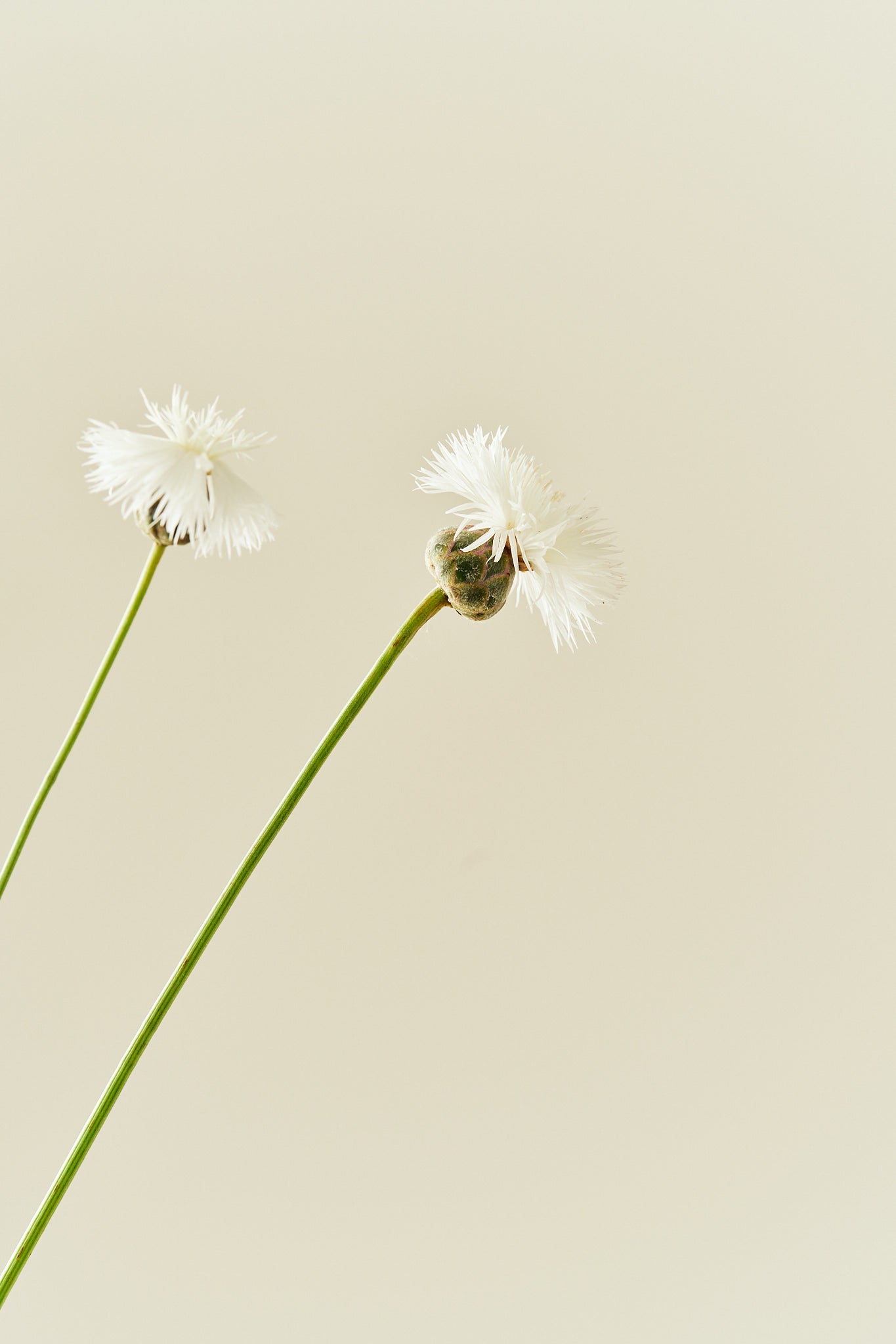 Duftknopurt 'The Bride' - frø - 1-årige sommerblomster - til din skærehave her vist på billede 3 fra Frk. Grønt