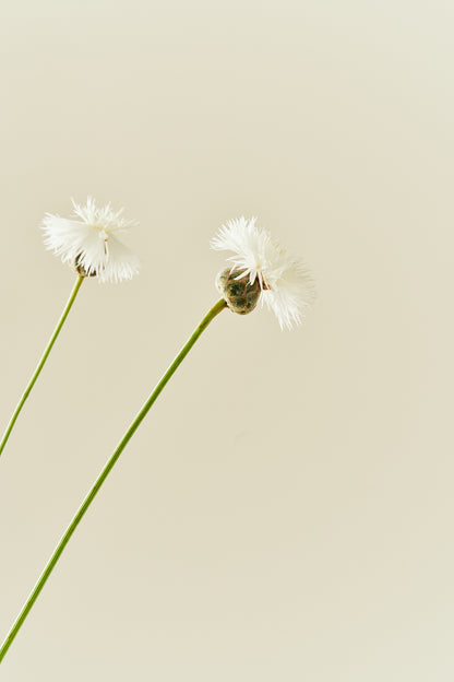 Duftknopurt 'The Bride' - frø - 1-årige sommerblomster - til din skærehave her vist på billede 3 fra Frk. Grønt