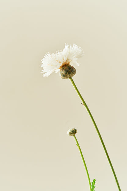 Duftknopurt 'The Bride' - frø - 1-årige sommerblomster - til din skærehave her vist på billede 5 fra Frk. Grønt