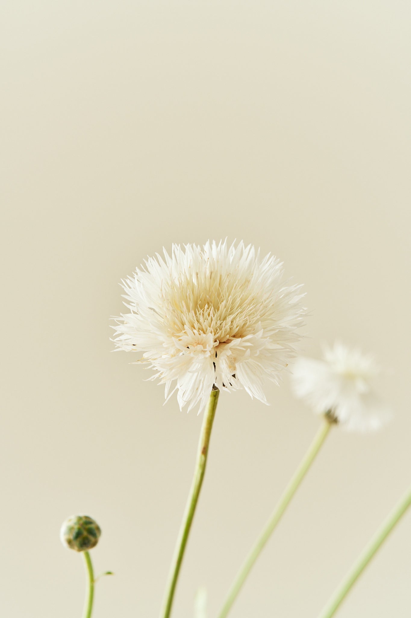 Duftknopurt 'The Bride' - frø - 1-årige sommerblomster - til din skærehave her vist på billede 6 fra Frk. Grønt