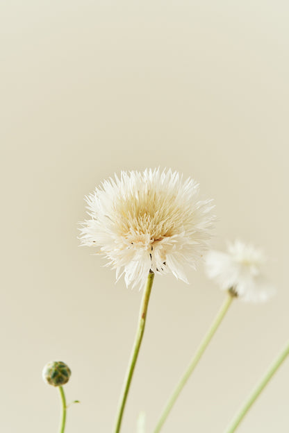 Duftknopurt 'The Bride' - frø - 1-årige sommerblomster - til din skærehave her vist på billede 6 fra Frk. Grønt