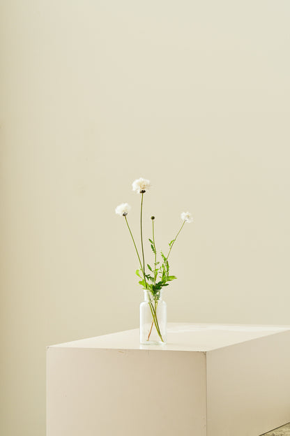 Duftknopurt 'The Bride' - frø - 1-årige sommerblomster - til din skærehave her vist på billede 8 fra Frk. Grønt
