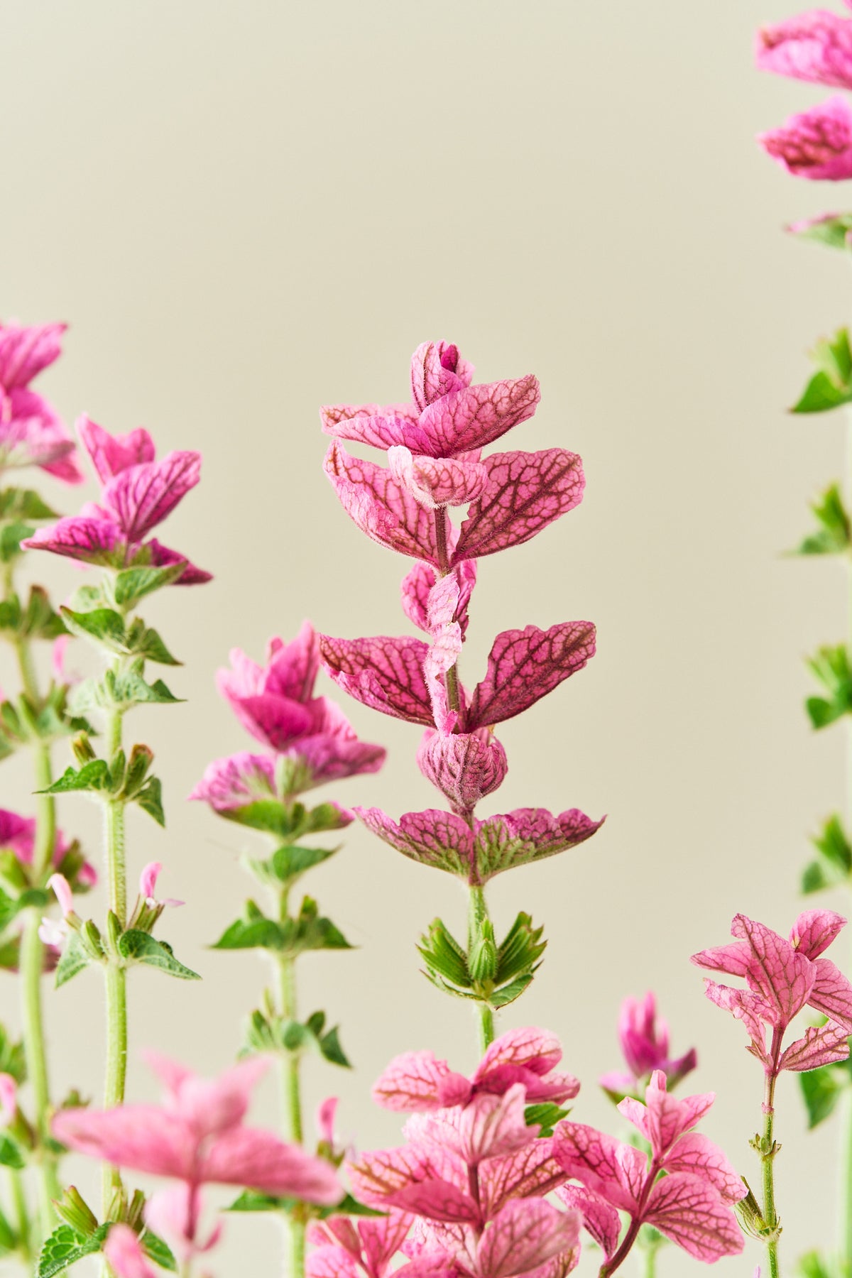 Dusksalvie 'Pink Sunday' - frø - 1-årige sommerblomster - til din skærehave her vist på billede 1 fra Frk. Grønt