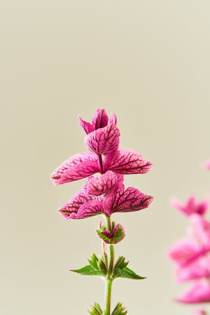Dusksalvie 'Pink Sunday' - frø - 1-årige sommerblomster - til din skærehave her vist på billede 2 fra Frk. Grønt
