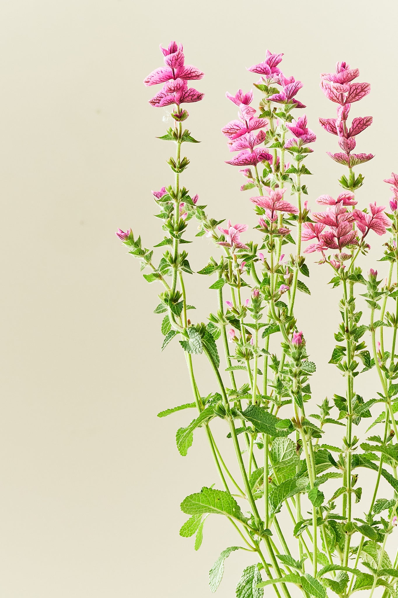 Dusksalvie 'Pink Sunday' - frø - 1-årige sommerblomster - til din skærehave her vist på billede 3 fra Frk. Grønt