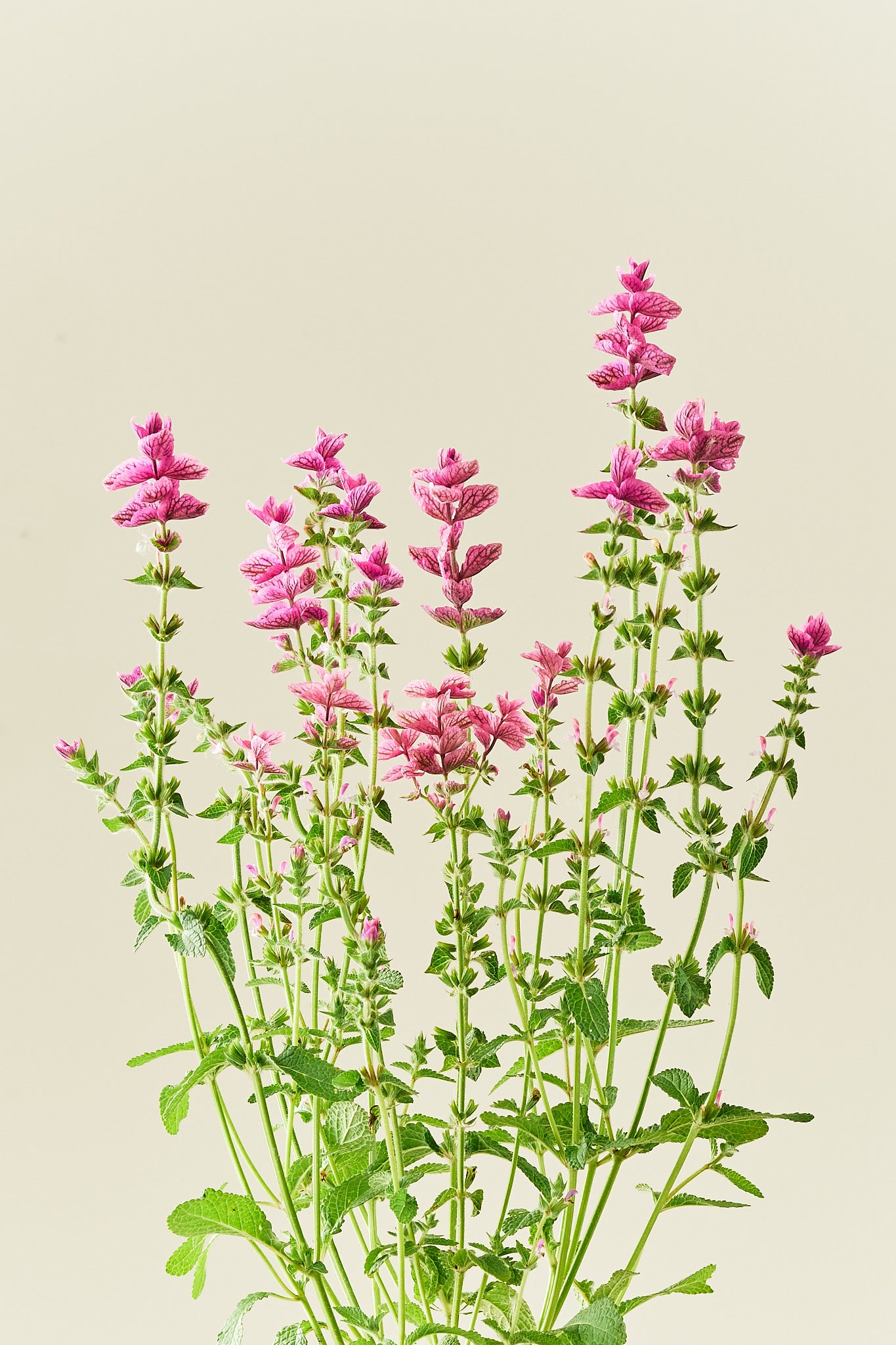 Dusksalvie 'Pink Sunday' - frø - 1-årige sommerblomster - til din skærehave her vist på billede 5 fra Frk. Grønt