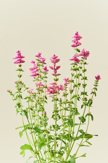 Dusksalvie 'Pink Sunday' - frø - 1-årige sommerblomster - til din skærehave her vist på billede 5 fra Frk. Grønt