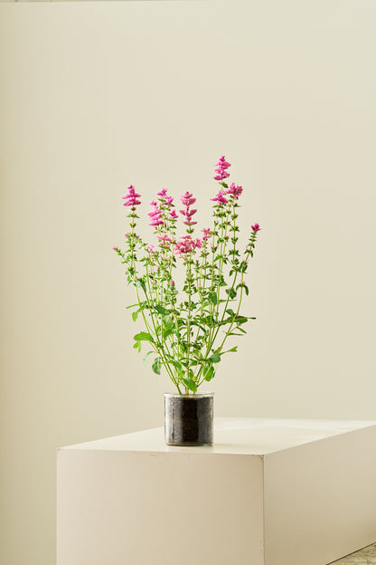 Dusksalvie 'Pink Sunday' - frø - 1-årige sommerblomster - til din skærehave her vist på billede 6 fra Frk. Grønt