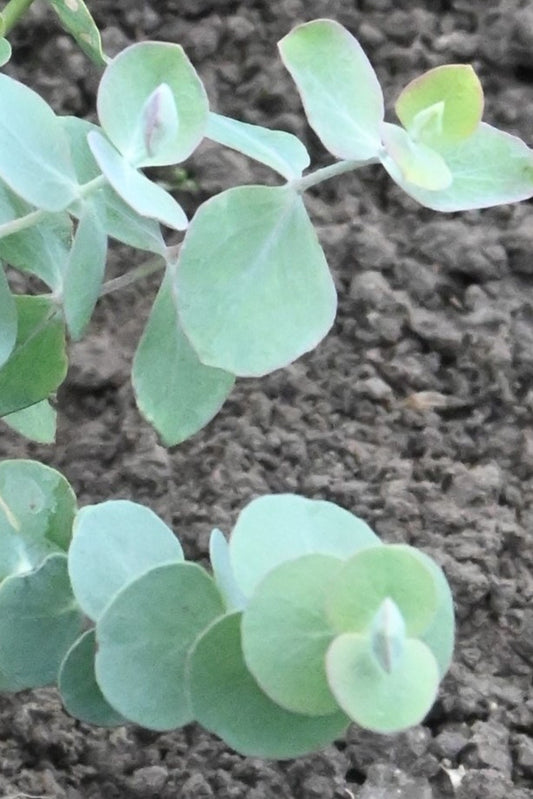 Eukalyptus 'Baby Blue' - frø - Stauder - til din skærehave her vist på billede 1 fra Frk. Grønt