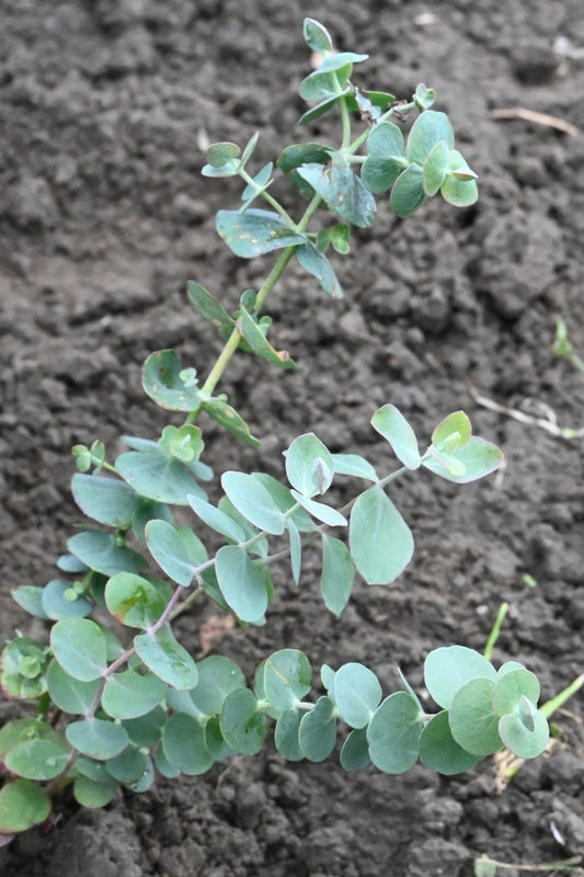 Eukalyptus 'Baby Blue' - frø - Stauder - til din skærehave her vist på billede 2 fra Frk. Grønt