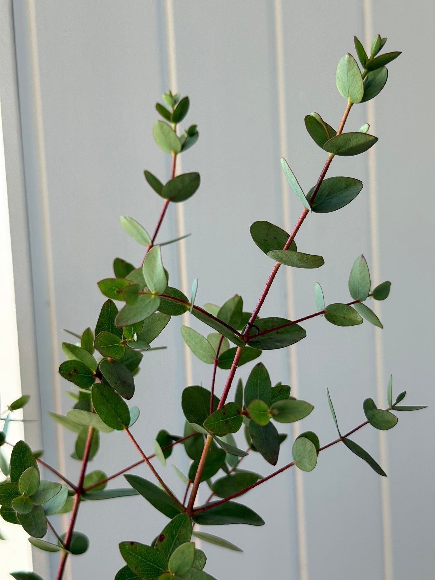 Eukalyptus 'Boxwood' - frø - Stauder - til din skærehave her vist på billede 2 fra Frk. Grønt
