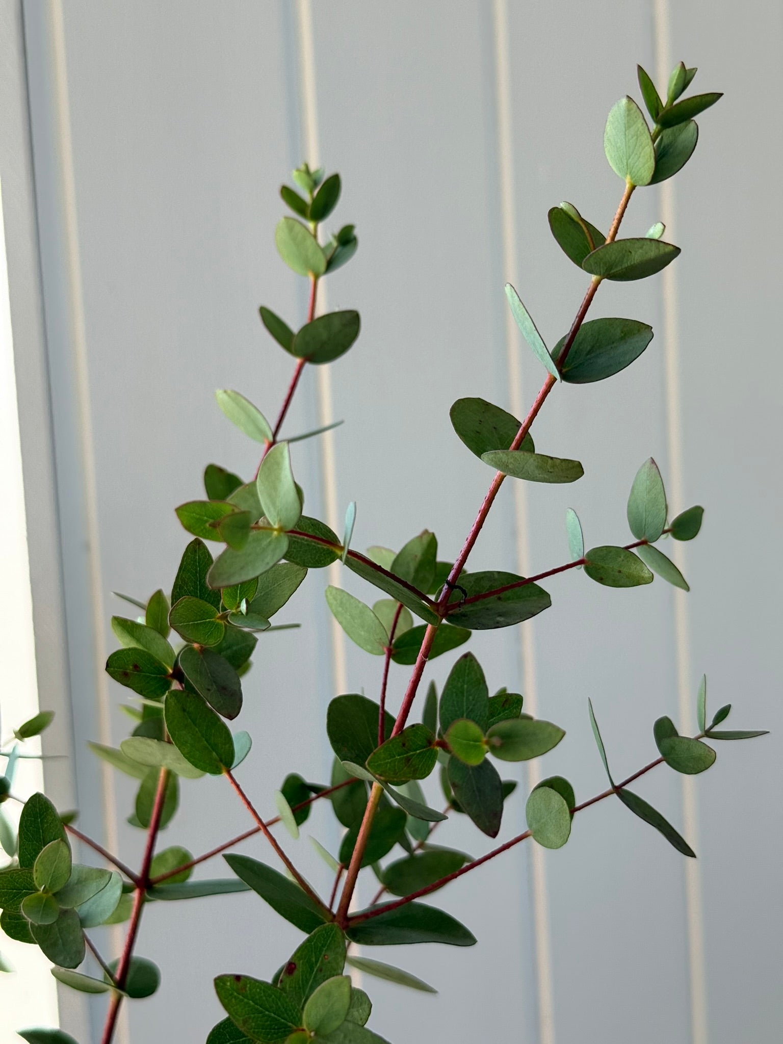 Eukalyptus 'Boxwood' - frø - Stauder - til din skærehave her vist på billede 2 fra Frk. Grønt
