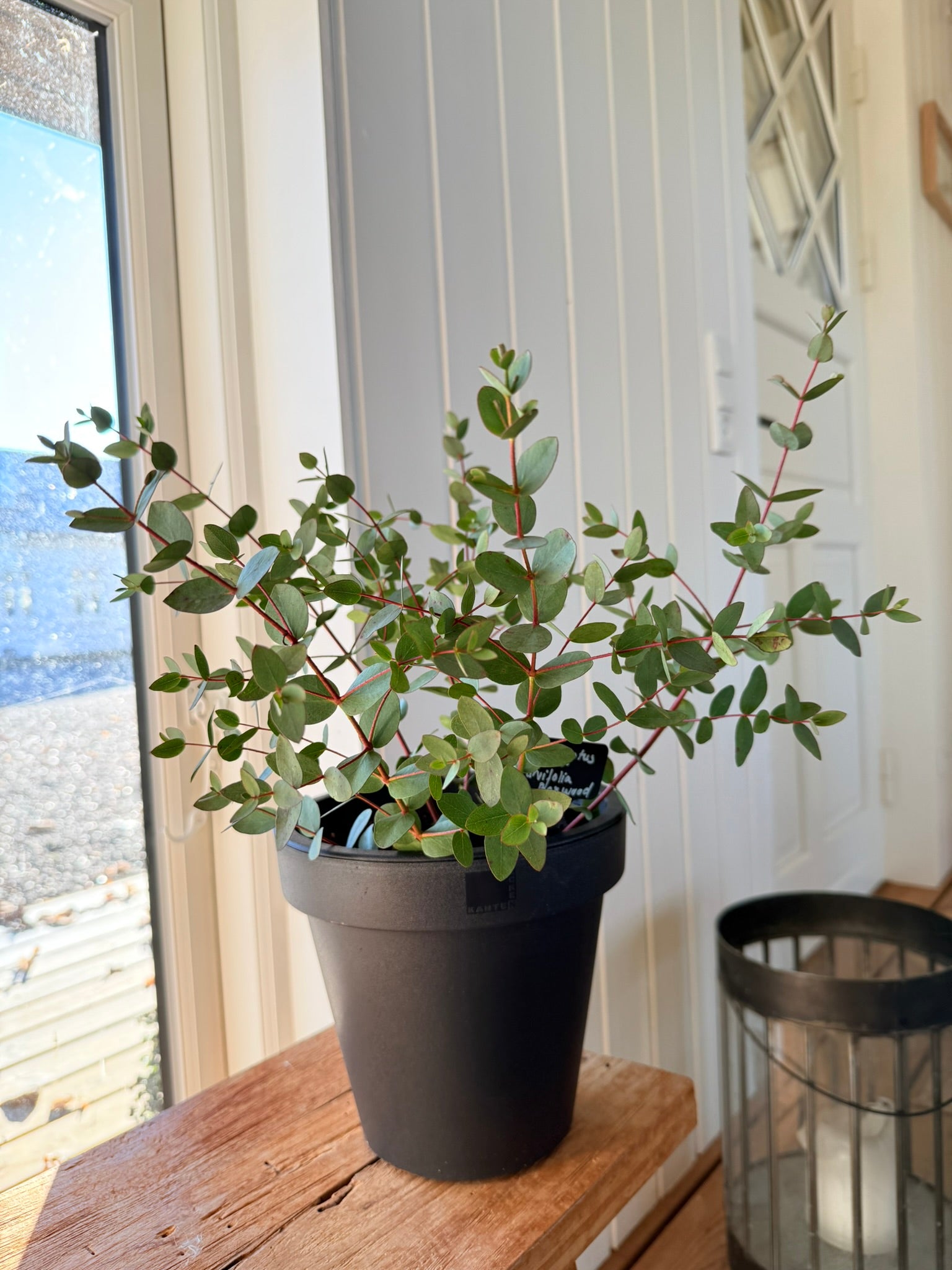 Eukalyptus 'Boxwood' - frø - Stauder - til din skærehave her vist på billede 3 fra Frk. Grønt