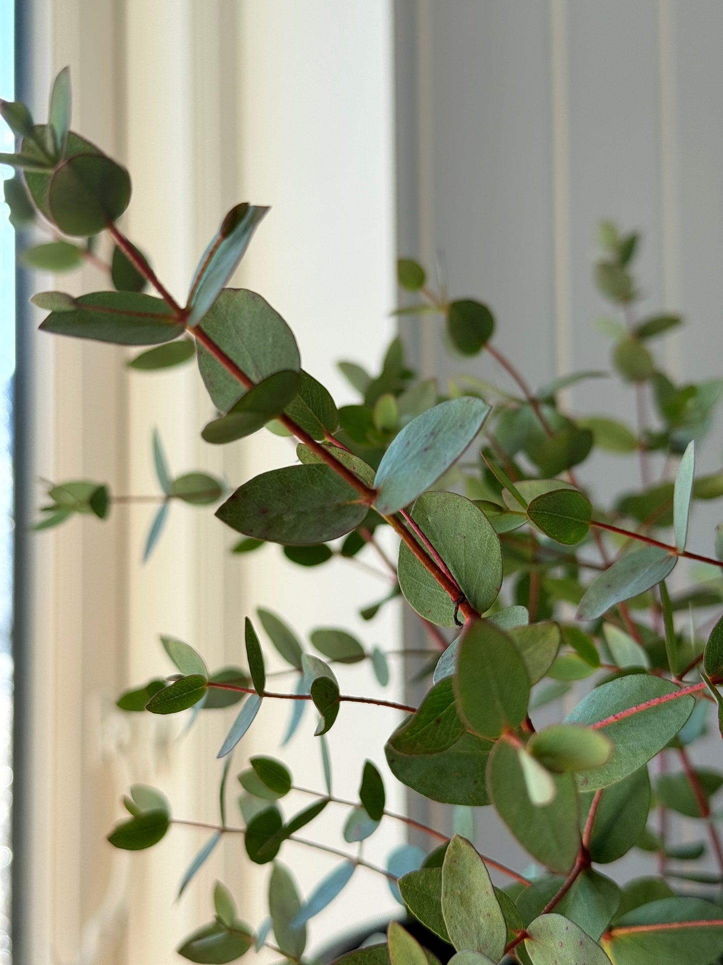 Eukalyptus 'Boxwood' - frø - Stauder - til din skærehave her vist på billede 4 fra Frk. Grønt