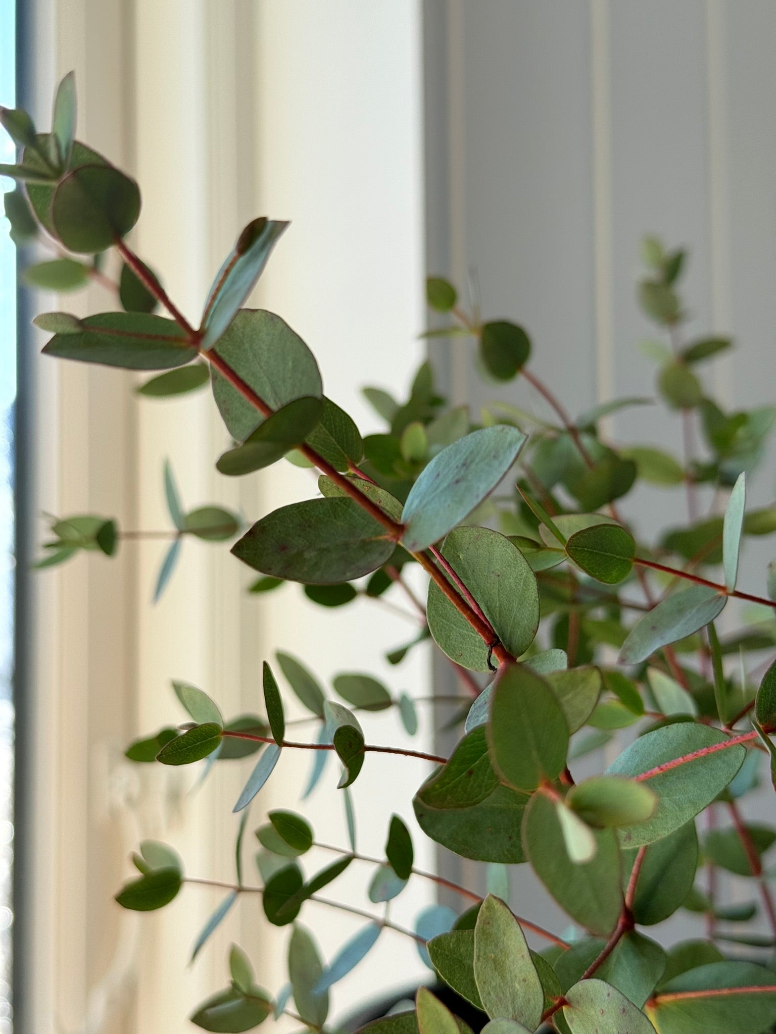 Eukalyptus 'Boxwood' - frø - Stauder - til din skærehave her vist på billede 4 fra Frk. Grønt