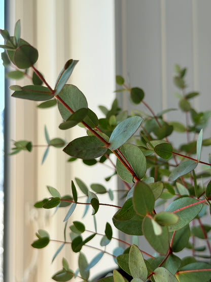 Eukalyptus 'Boxwood' - frø - Stauder - til din skærehave her vist på billede 4 fra Frk. Grønt