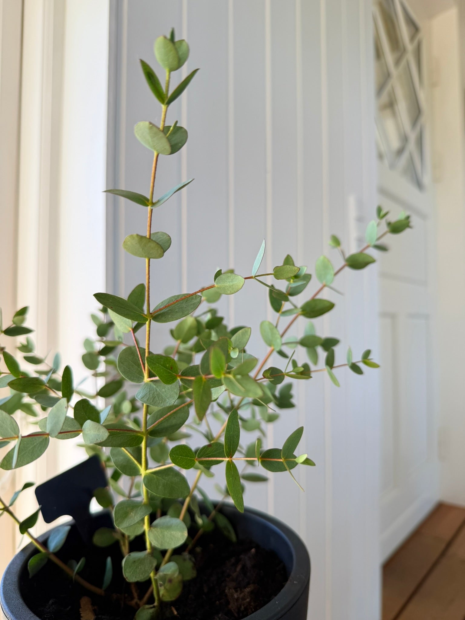 Eukalyptus 'Boxwood' - frø - Stauder - til din skærehave her vist på billede 5 fra Frk. Grønt