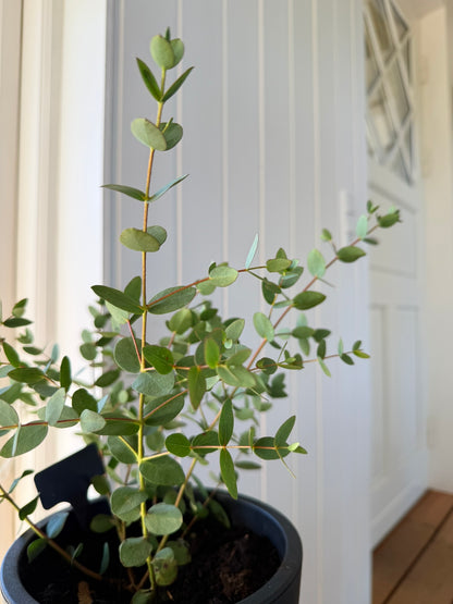 Eukalyptus 'Boxwood' - frø - Stauder - til din skærehave her vist på billede 5 fra Frk. Grønt