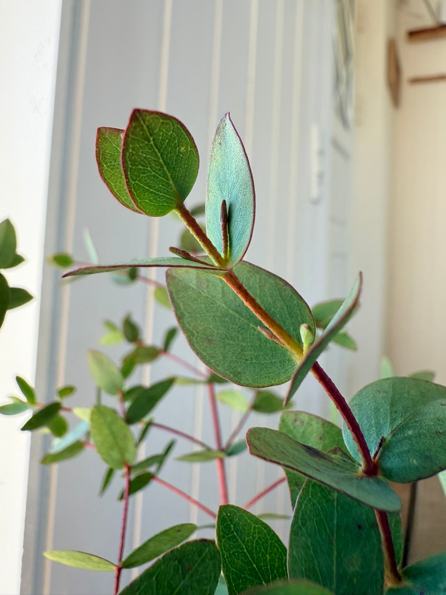 Eukalyptus 'Boxwood' - frø - Stauder - til din skærehave her vist på billede 6 fra Frk. Grønt