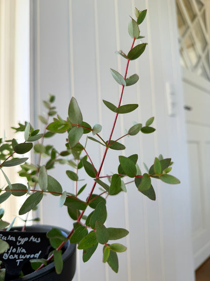 Eukalyptus 'Boxwood' - frø - Stauder - til din skærehave her vist på billede 8 fra Frk. Grønt