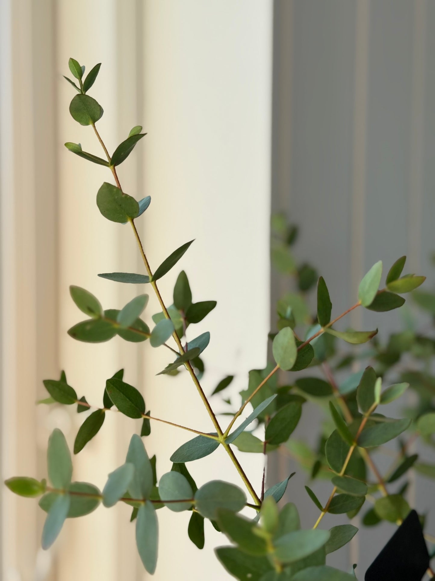 Eukalyptus 'Boxwood' - frø - Stauder - til din skærehave her vist på billede 9 fra Frk. Grønt