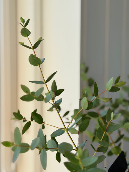 Eukalyptus 'Boxwood' - frø - Stauder - til din skærehave her vist på billede 9 fra Frk. Grønt