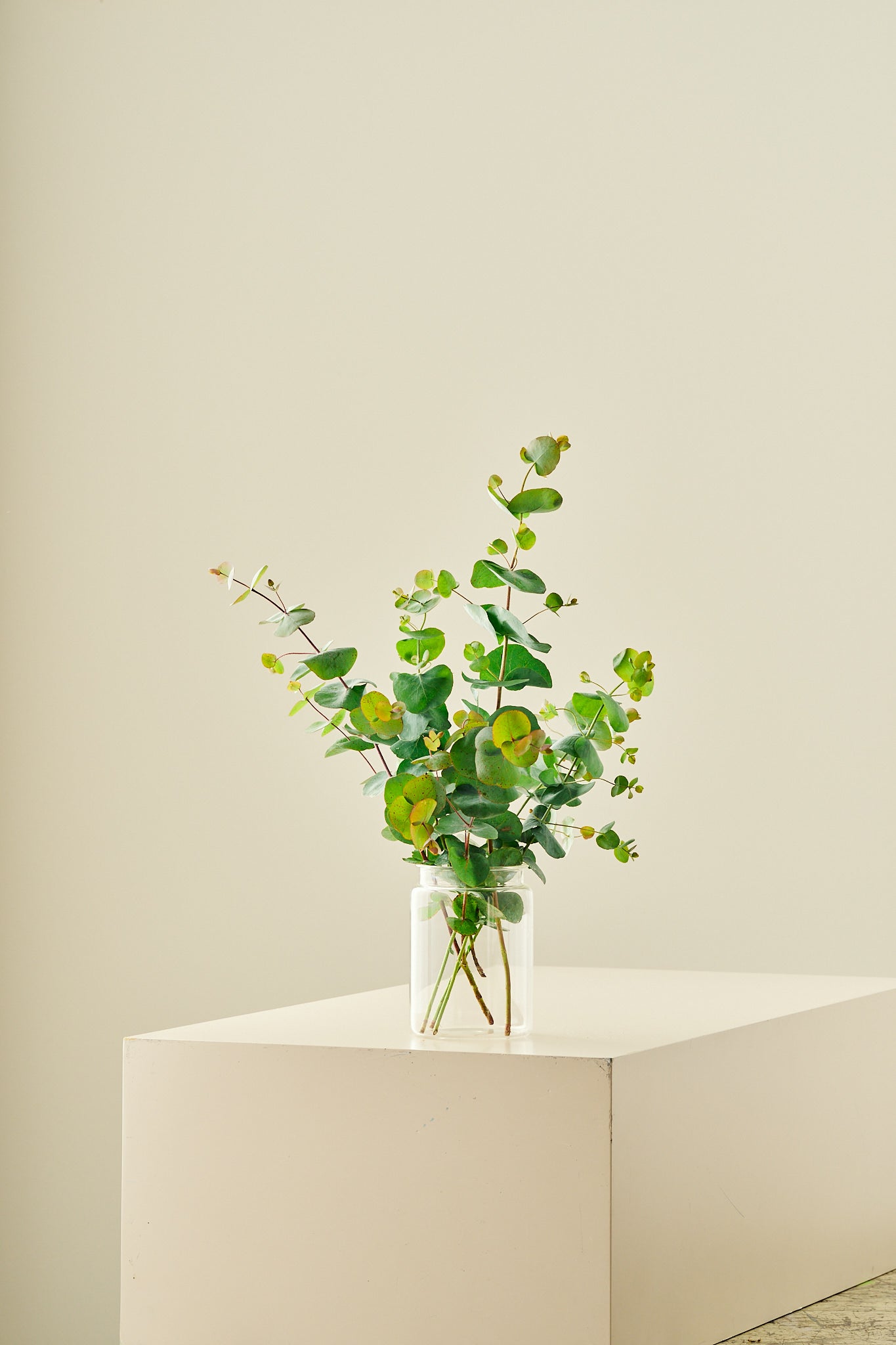 Eukalyptus 'Silver Dollar' - frø - Stauder - til din skærehave her vist på billede 2 fra Frk. Grønt