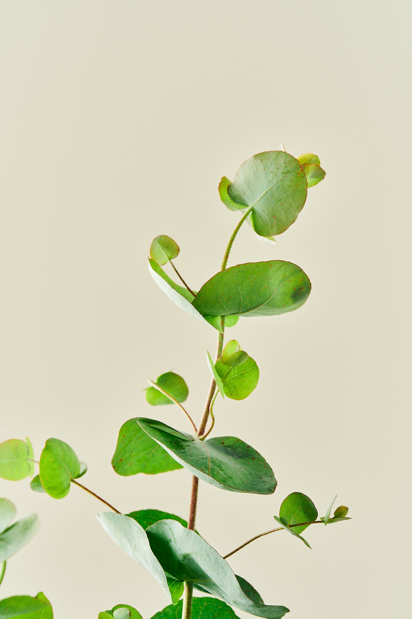 Eukalyptus 'Silver Dollar' - frø - Stauder - til din skærehave her vist på billede 3 fra Frk. Grønt