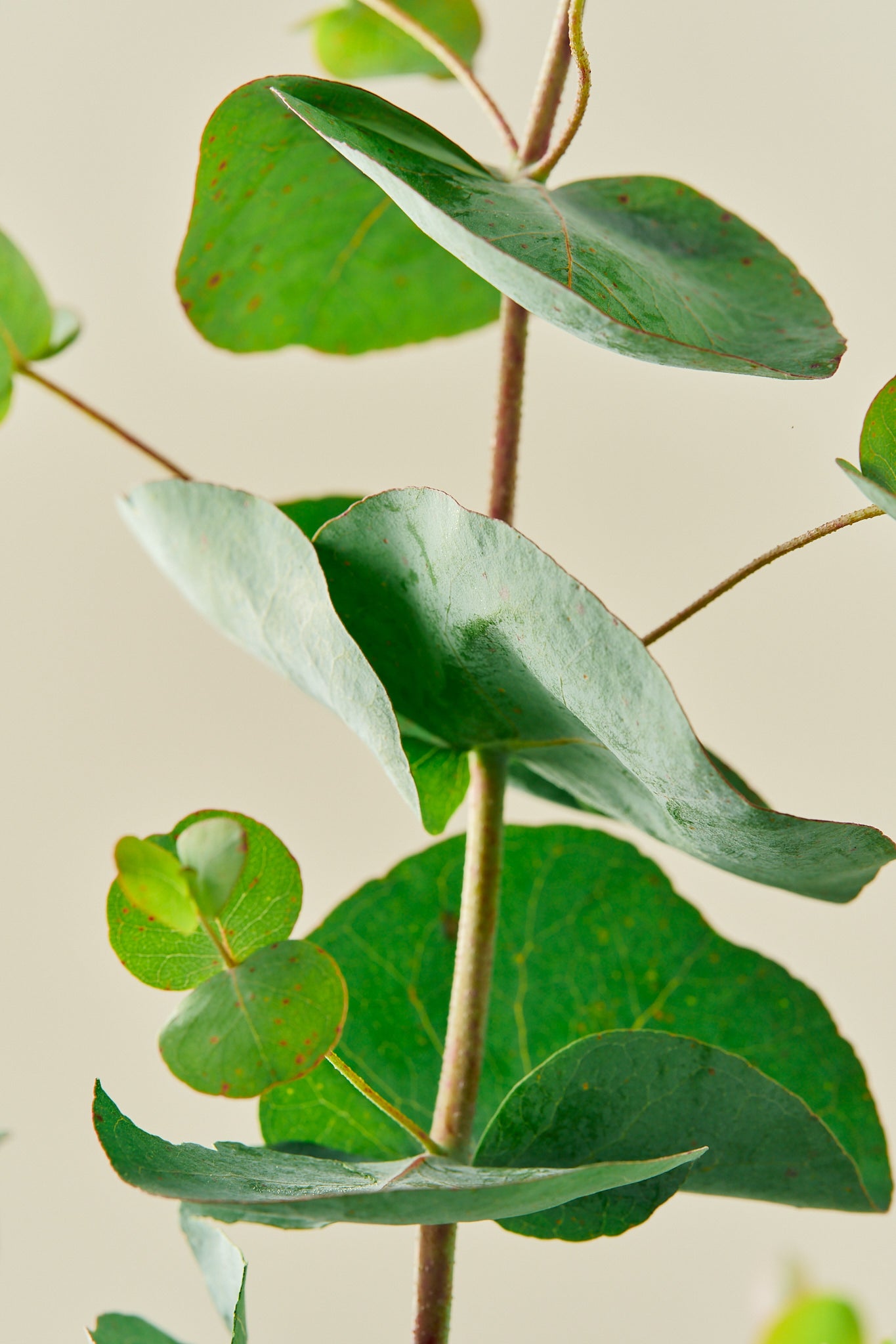 Eukalyptus 'Silver Dollar' - frø - Stauder - til din skærehave her vist på billede 4 fra Frk. Grønt