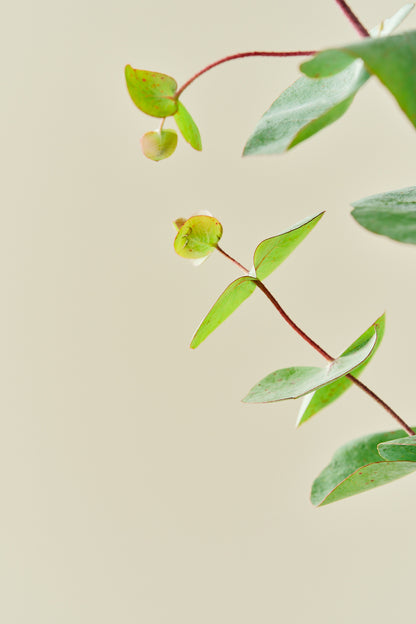 Eukalyptus 'Silver Dollar' - frø - Stauder - til din skærehave her vist på billede 5 fra Frk. Grønt