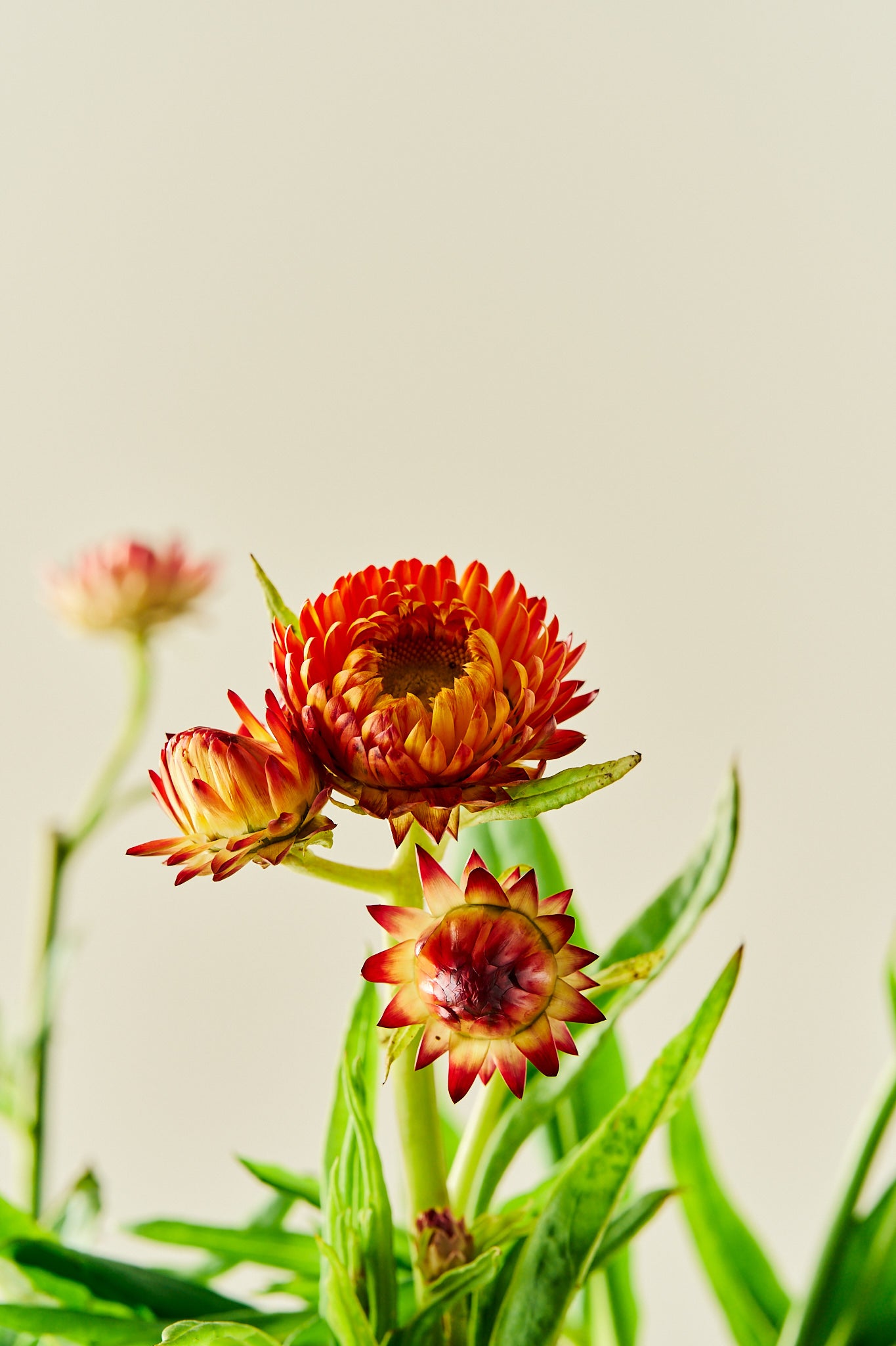 Evighedsblomst 'Copper Salmon Rose' - frø - 1-årige sommerblomster - til din skærehave her vist på billede 2 fra Frk. Grønt